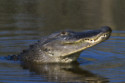 A man lost his arm after being attacked by an alligator