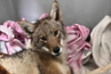 Coyote rescued from inside statue freed back into the wild