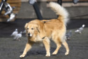Dog owners in an Italian province are being forced to provide a sample of their pets’ DNA in a battle against dog mess