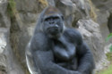 Gorillas are able to dance themselves into a trance