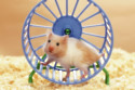 A devastated hamster owner has had her dead pet stuffed and turned into a pole dancing stripper