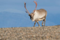 Missing reindeer have been located after escaping from a Christmas grotto