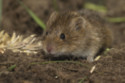 Mice could cope with life on Mars