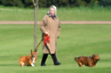 Queen's corgis are being looked after 'very well'