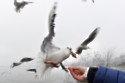 Gulls study humans to decide what to eat