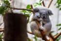 Wild koalas are being vaccinated against chlamydia