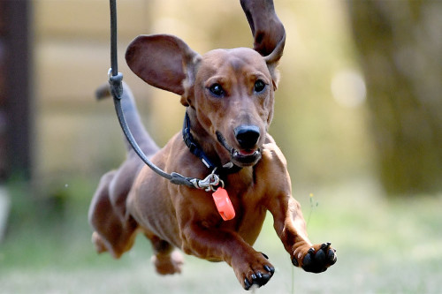 Germans could be forbidden from owning sausage dogs