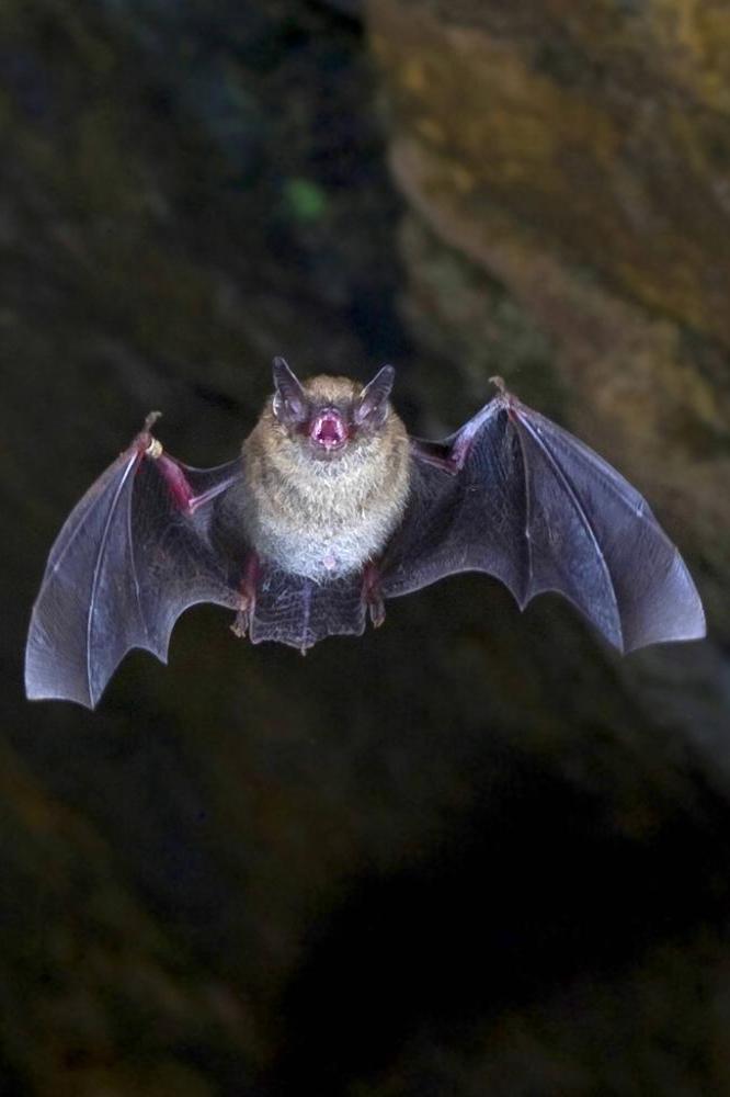 Thousands of bats drop dead in Australia 