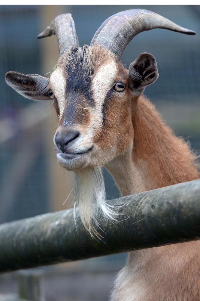 Goat facing seven years in prison