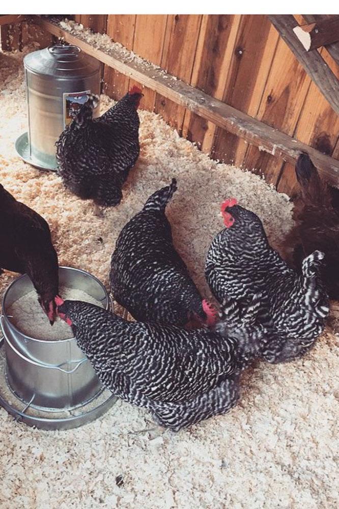 Lady Gaga's chickens (c) Instagram 