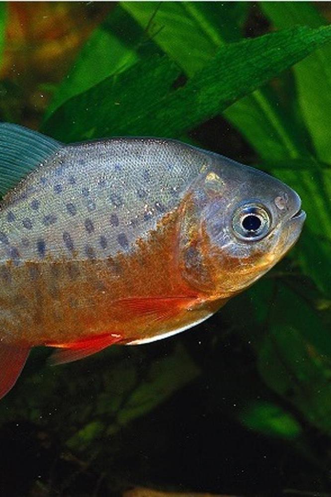 Pacu Fish