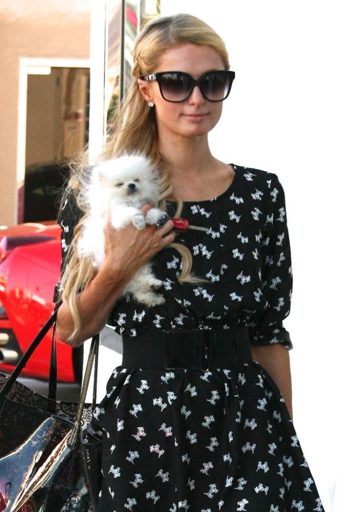 Paris Hilton with Pomeranian Prince Hilton