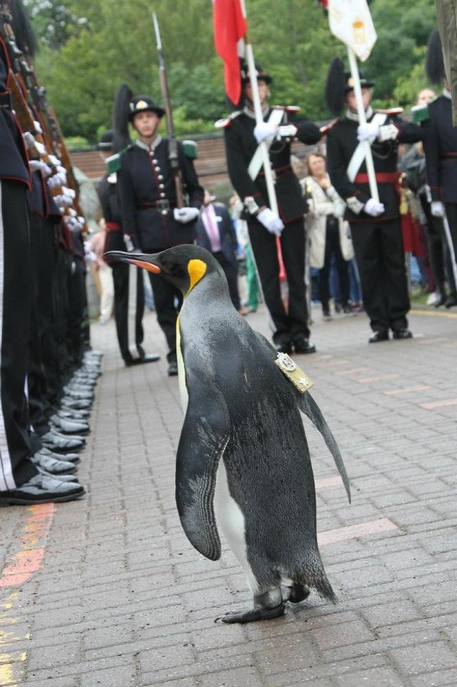 Penguin gets promoted to Brigadier