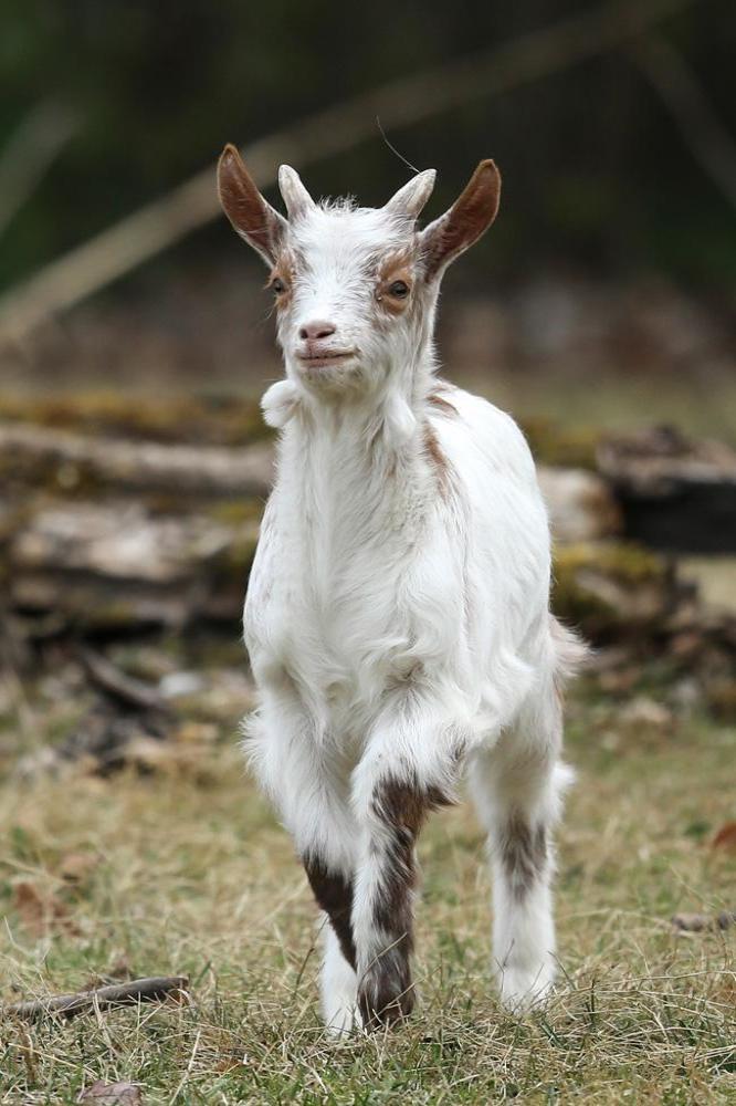 Miracle goat