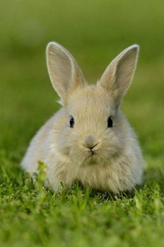 World's biggest rabbit eats £2500 worth of food a year