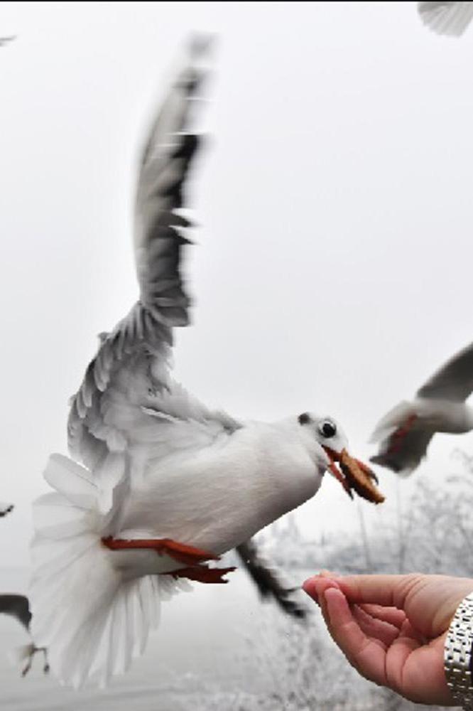 Seagulls get 'drunk' on flying ants