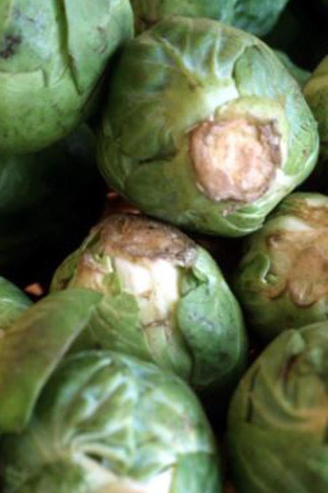 Shop's battered sprouts