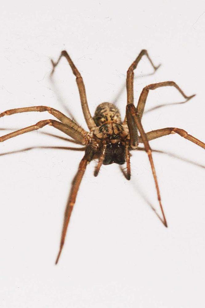 Dog-sized spider found in South America