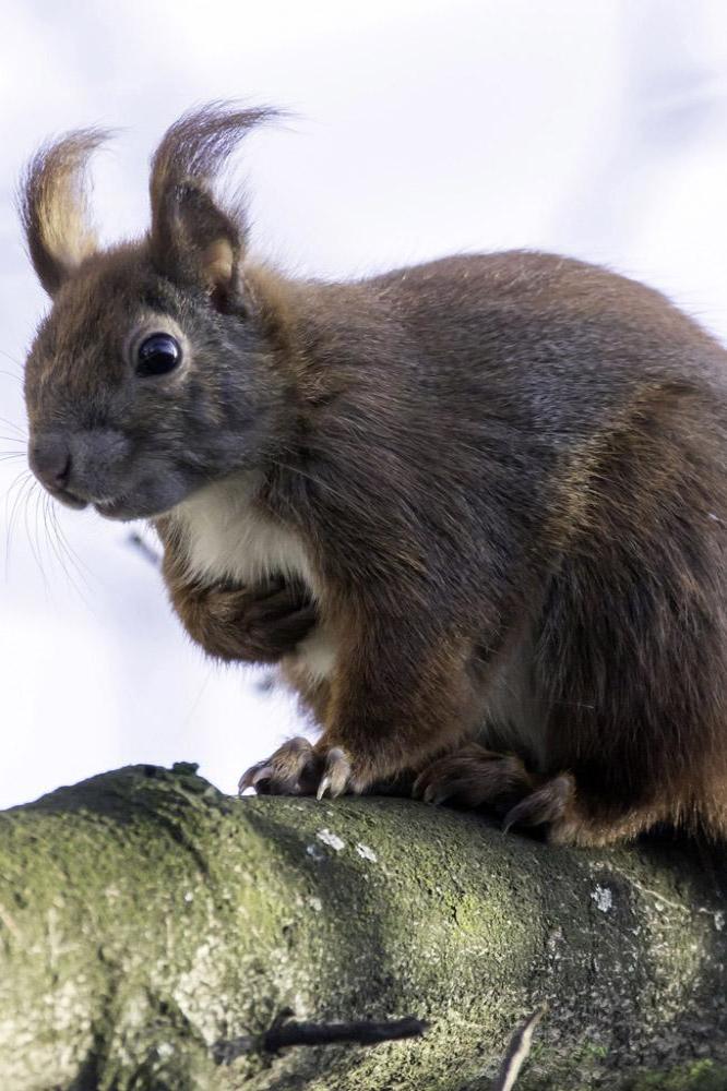Hundreds sign petition to save squirrel 