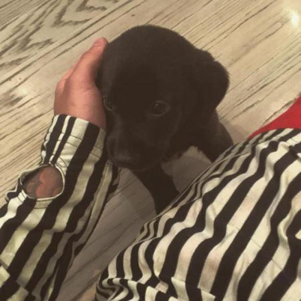 Justin Bieber's new dog (c) Instagram
