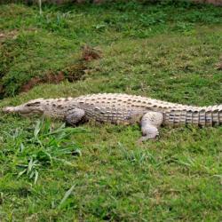 Tourist attacked by crocodile on golf course