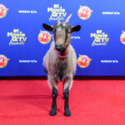 A goat attends the MTV Movie + TV Awards 2020
