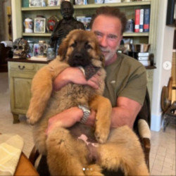 Arnie with his new dog Schnitzel (c) Instagram