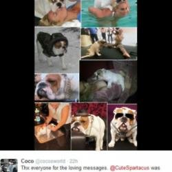 Coco Austin's dog Spartacus (c) Twitter