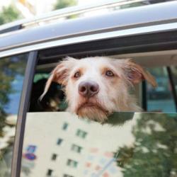 Men blame dog for car-crash
