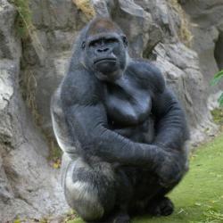Gorilla celebrates 14th birthday 