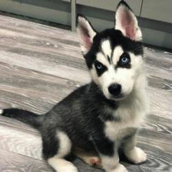 Jacqueline Jossa's new puppy (c) Instagram