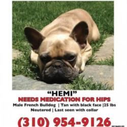 Jeremy Renner's missing dog Hemi