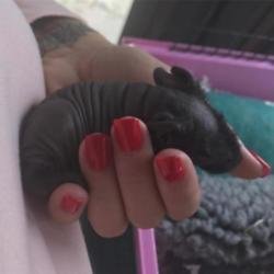 Katie Price's newborn guinea pig