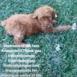 Kris Jenner's new dog Bridgette (c) Instagram