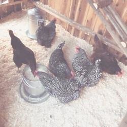 Lady Gaga's chickens (c) Instagram 