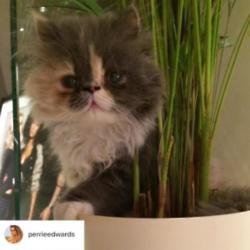 Perrie Edwards' cat Prada  (c) Instagram