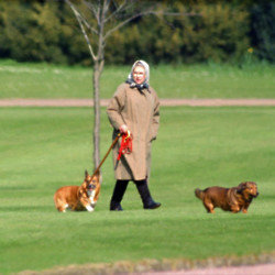 Queen's corgis are being looked after 'very well'