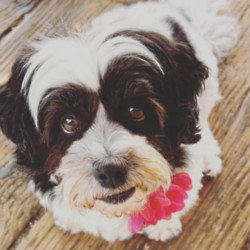 Ricki Lake's dog has died (c) Instagram