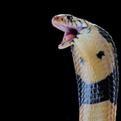 Pet snakes are being fed too much