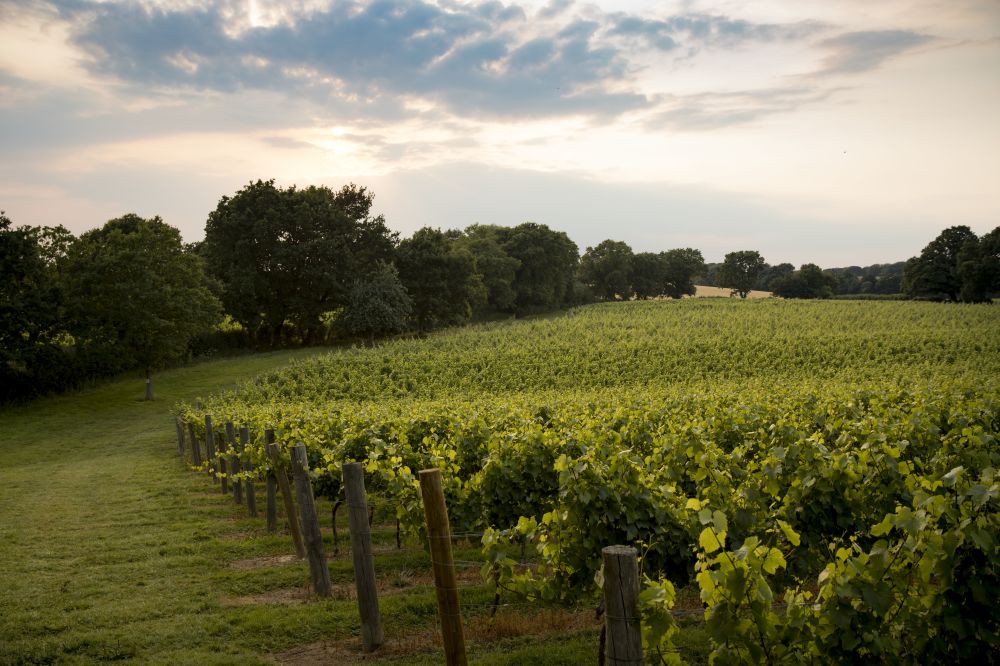 7 fine fizzes to celebrate English winemakers