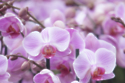 How to keep your orchids blooming through summer