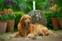 Monty Don marks what would have been his dog Nigel’s 12th birthday