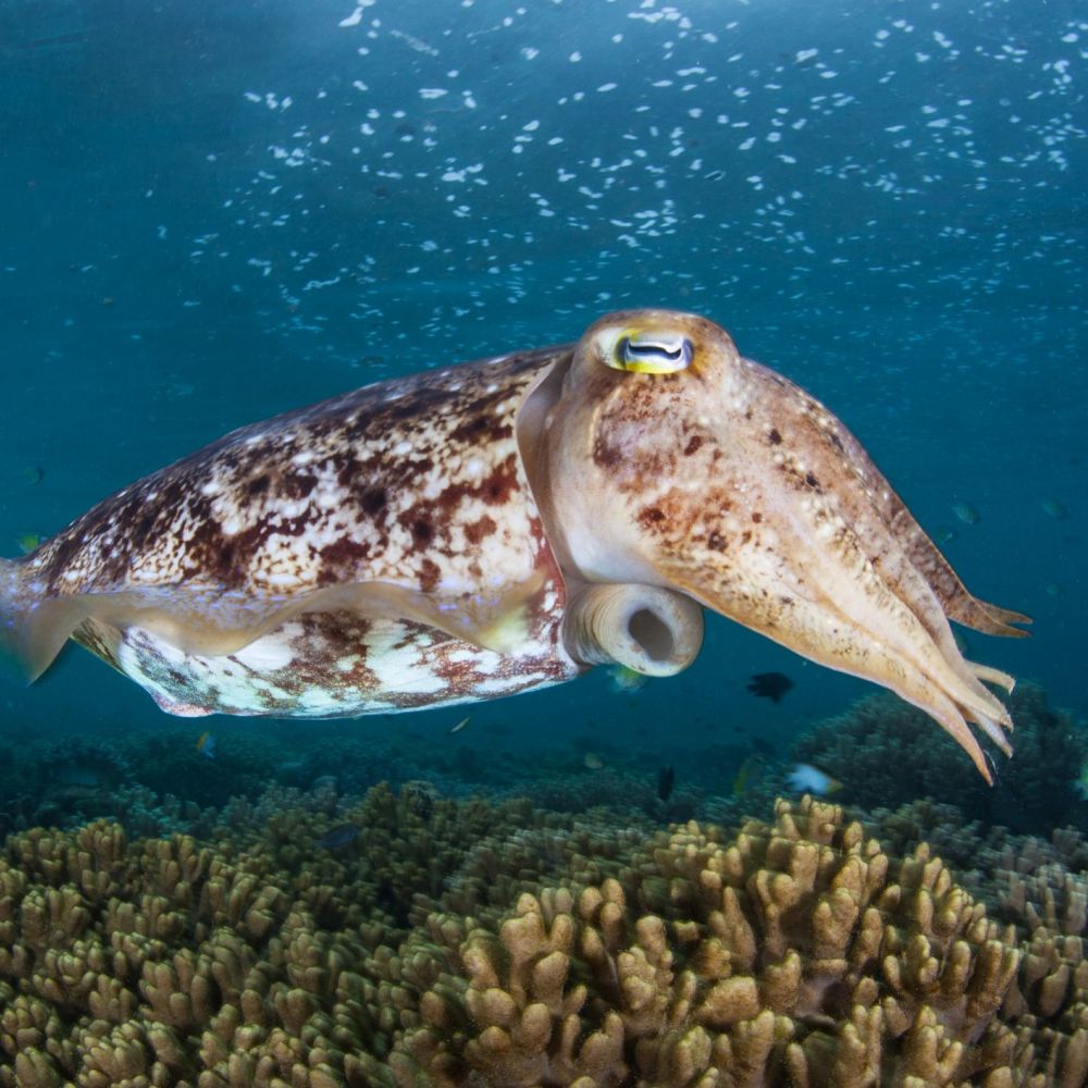 A Broadclub cuttlefish, hovers above a coral reef in Raja Ampat (iStock/PA)