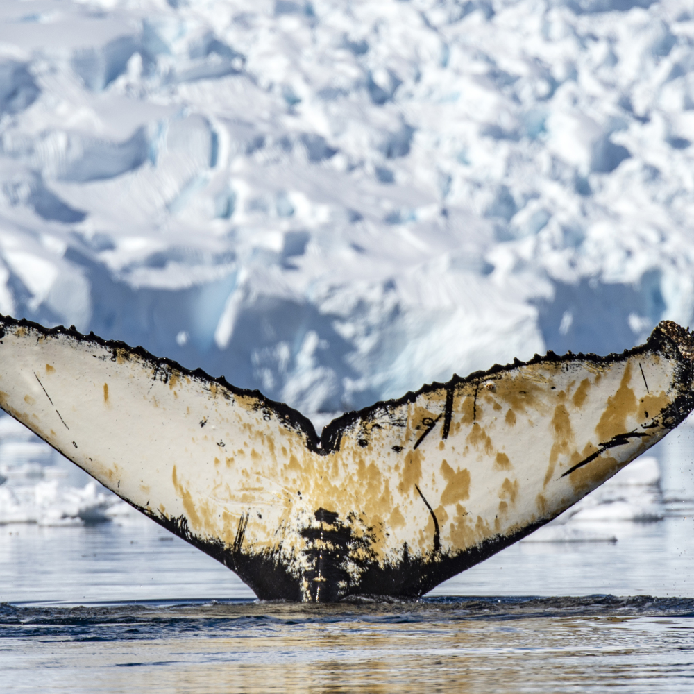 Count whale flukes as part of a citizen science programme in Antarctica (Renato Granieri/PA)