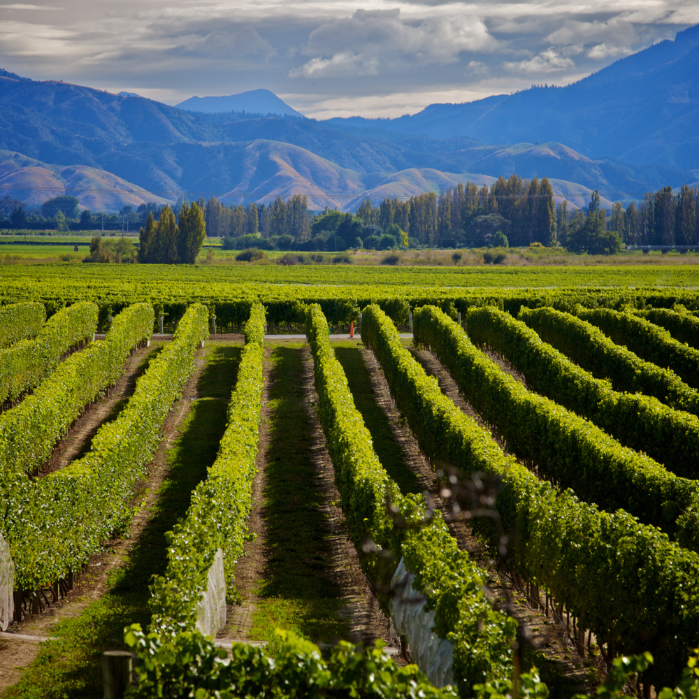 Marlborough is New Zealand's main wine producing region (iStock/PA)