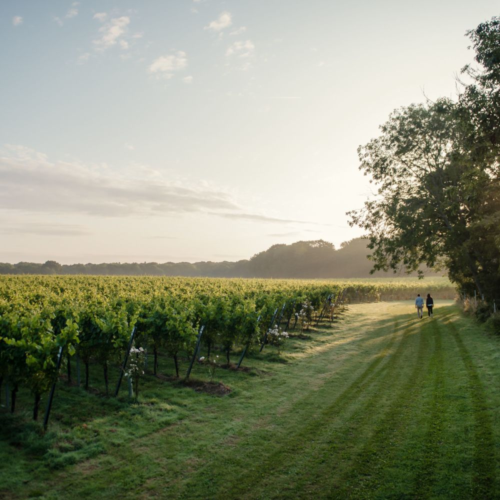The Gusbourne vineyard, Kent (Gusbourne/PA)