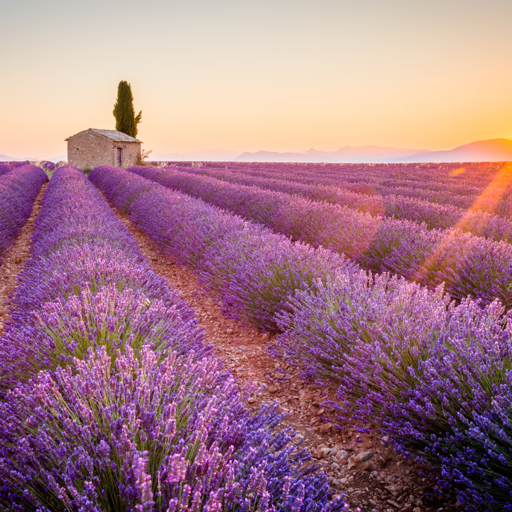 Valensole Plateau in Provence (iStock/PA)