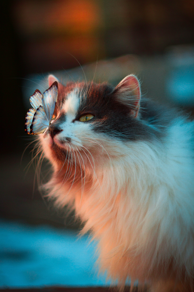 Cats make wonderful companions / Picture Credit: Unsplash