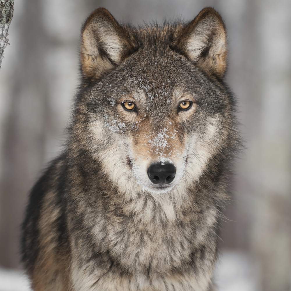 Wolf populations thrive in Chernobyl