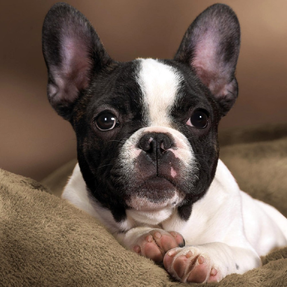 The adorable French Bull Dog is the third most popular dog